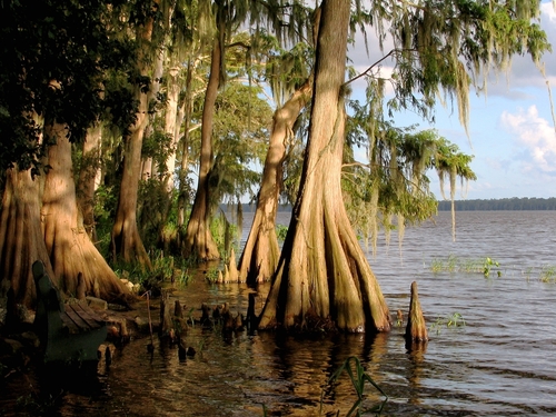 Bald Cypress