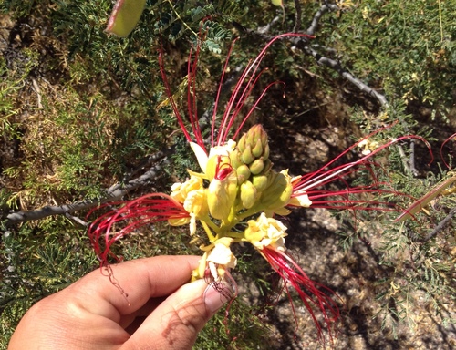 Bird of Paradise Tree