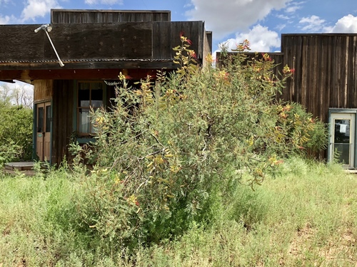 Bird of Paradise Tree