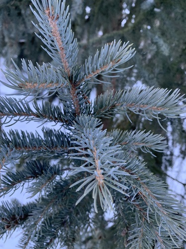 Blue Spruce
