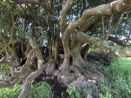 California Bay Laurel