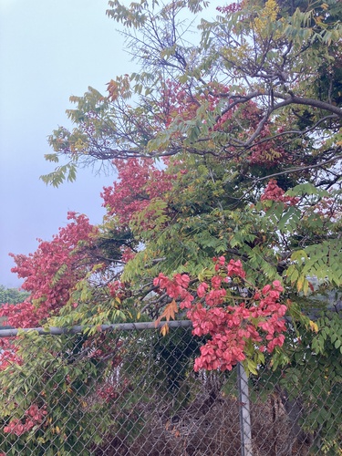 Chinese Flame Tree
