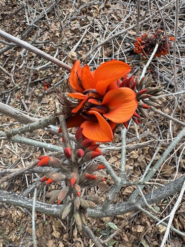 Coral Tree