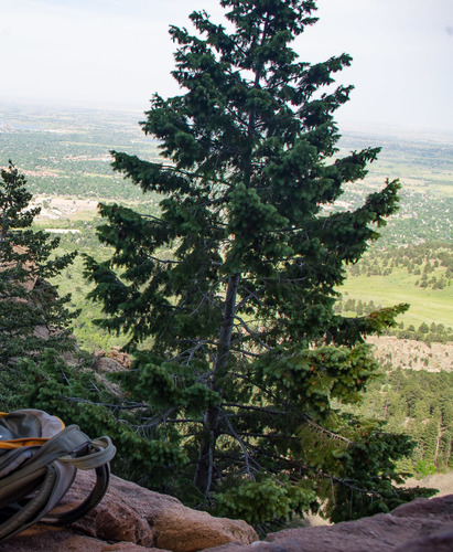 Douglas Fir