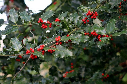 English Holly