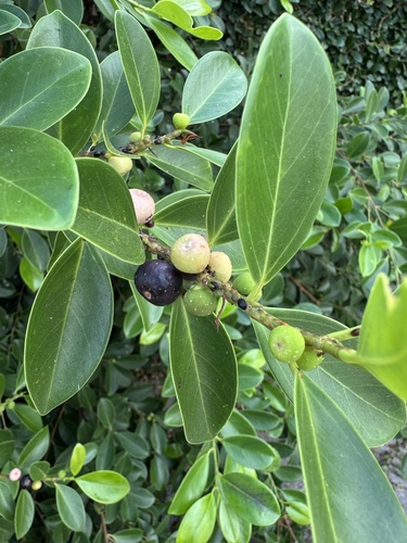 Ficus nitida