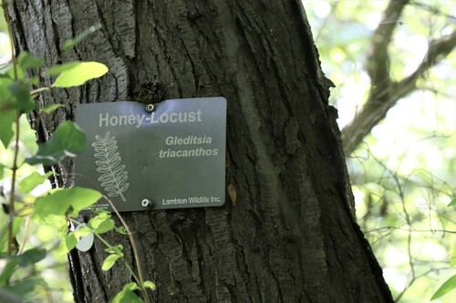 Honeylocust