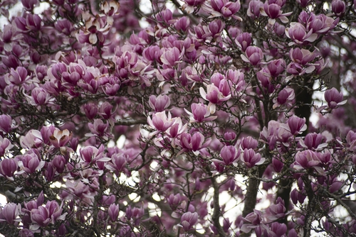 Japanese Magnolia