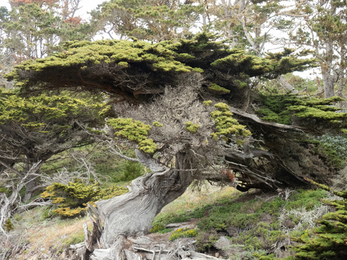 Monterey Cypress