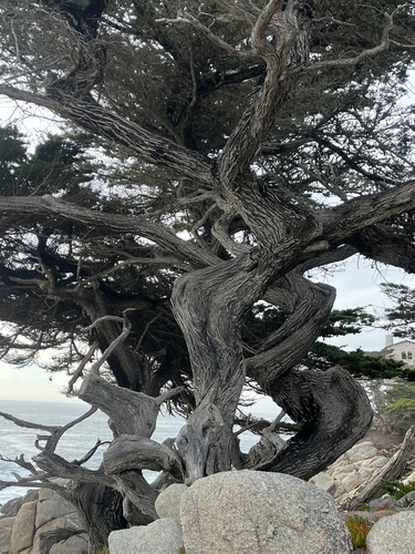 Monterey Cypress