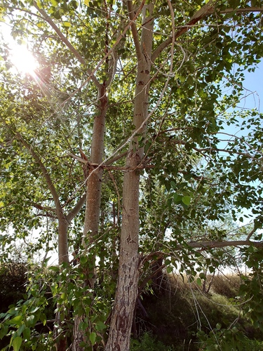 Narrowleaf Cottonwood