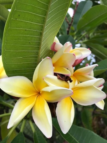 Plumeria