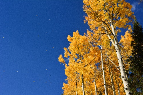 Quaking Aspen