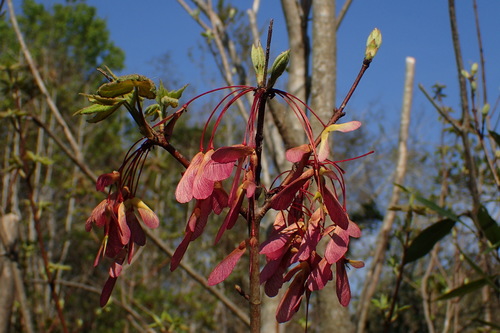Red Maple