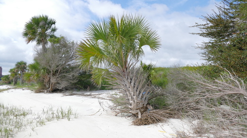 Sabal Palmetto