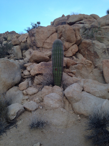 Saguaro Cactus