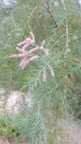 Salt Cedar