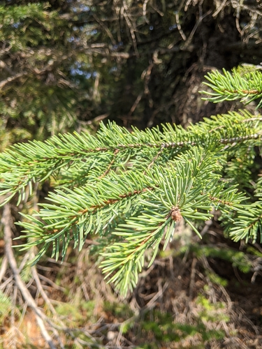 Sitka Spruce