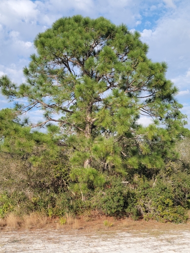 Slash Pine