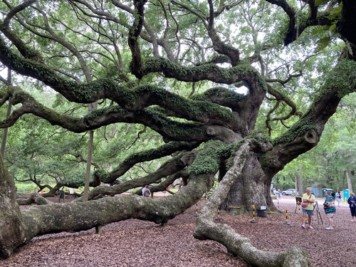 Southern Live Oak