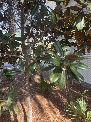Southern Magnolia