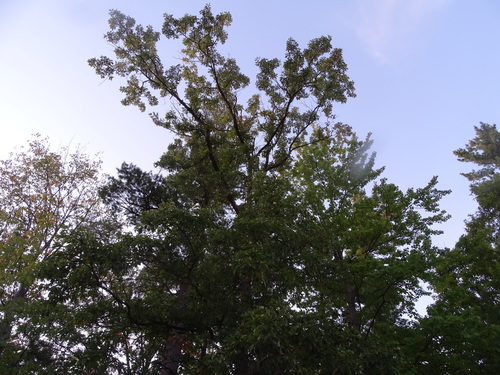 Swamp White Oak