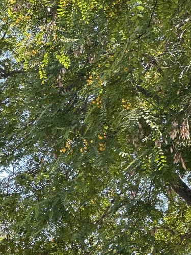 Tipu Tree
