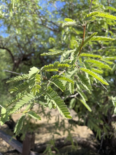 Velvet Mesquite