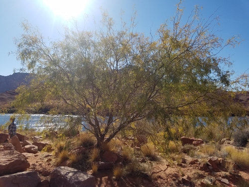 Velvet Mesquite
