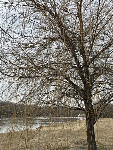 Weeping Willow