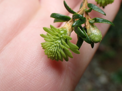 Western Hemlock